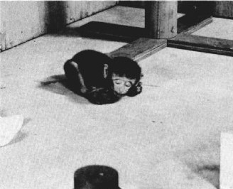欠缺假母猴而伏在地上的幼猴。　圖片來源：American Psychologist