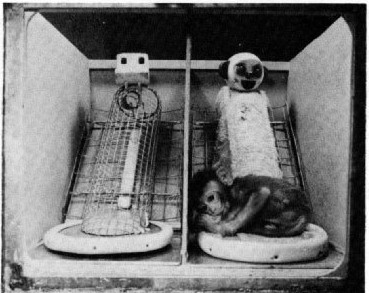 鐵絲網與絨布假母猴。　圖片來源：American Psychologist