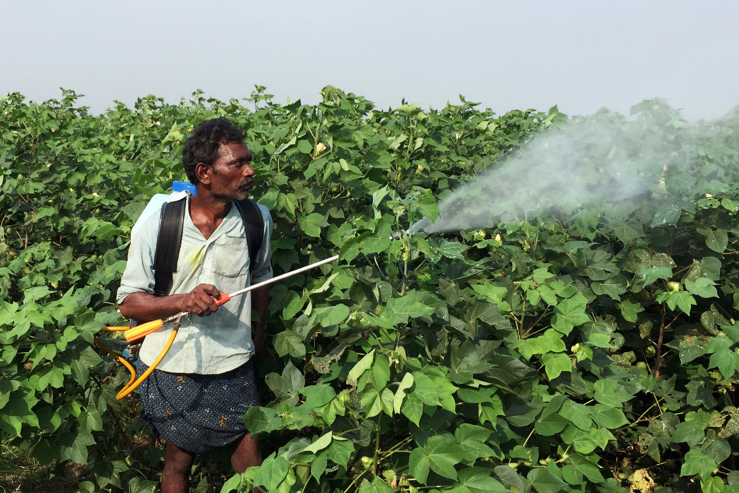 file-photo-a-labourer-sprays-pesticides-on-genetically-modified-cotton